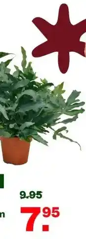 Welkoop Varenmix kamerplant aanbieding