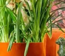 Intratuin Pot Gina Da Velvet. aanbieding