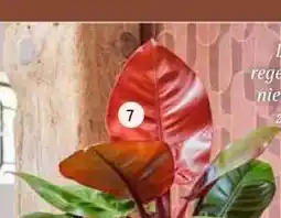 Intratuin Philodendron 'Prince of Orange'. aanbieding