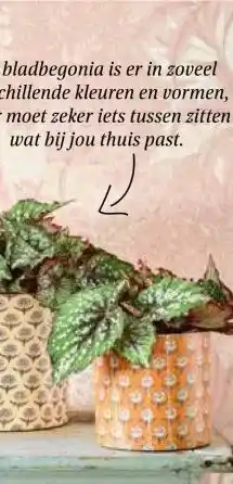 Intratuin Bladbegonia. aanbieding