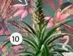 Intratuin Ananasplant (Bromelia ananas 'Mi Amigo'). aanbieding