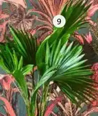 Intratuin Waaierpalm (Livistona rotundifolia). aanbieding