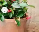 Intratuin Bergthee aanbieding