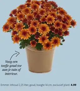Intratuin Emmer. aanbieding