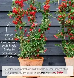 Intratuin Vuurdoorn aanbieding