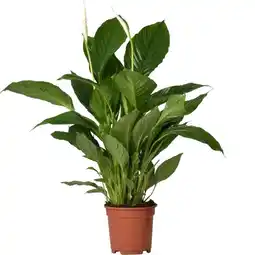 Welkoop Spathiphyllum Vivaldi (lepelplant) - Kamerplant - ⌀ 17 cm - Wit aanbieding