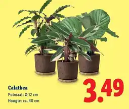 Lidl Calathea aanbieding