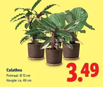 Lidl Calathea aanbieding