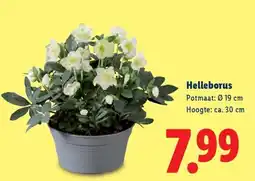 Lidl Helleborus aanbieding