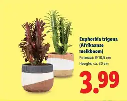 Lidl Euphorbia trigona Afrikaanse melkboom aanbieding