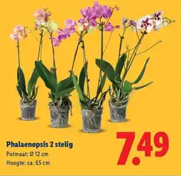 Lidl Phalaenopsis 2 stelig aanbieding