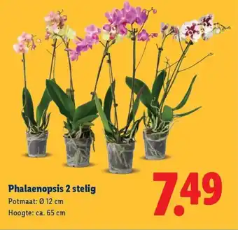 Lidl Phalaenopsis 2 stelig aanbieding