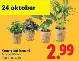 Lidl Kamerplant in mand aanbieding