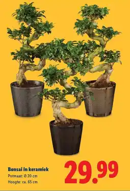 Lidl Bonsai in keramiek aanbieding