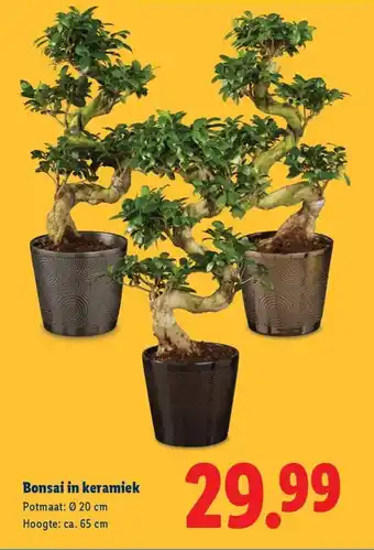 Lidl Bonsai in keramiek aanbieding