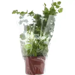 Albert Heijn AH Biologisch Koriander pot aanbieding