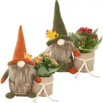 Albert Heijn AH Gnoom met kalanchoë aanbieding