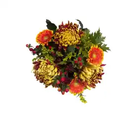 Albert Heijn AH Herfstchrysant aanbieding