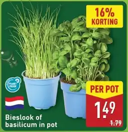 ALDI Bieslook of basilicum in pot aanbieding