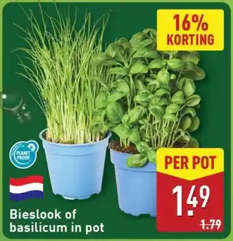 ALDI Bieslook of basilicum in pot aanbieding