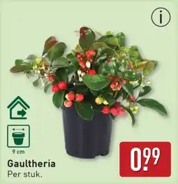 ALDI Gaultheria aanbieding