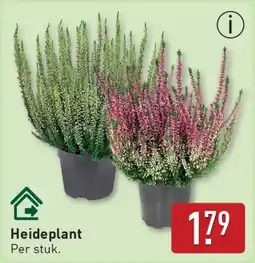 ALDI Heideplant aanbieding