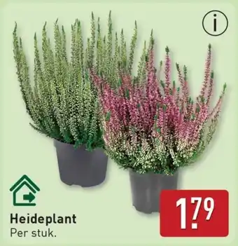 ALDI Heideplant aanbieding