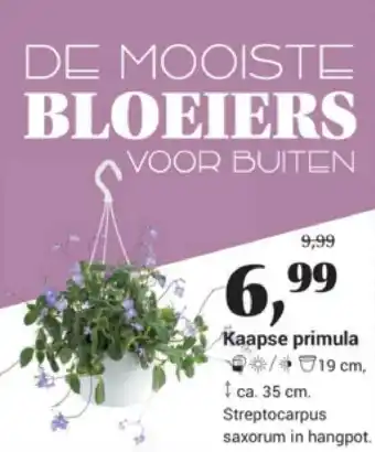 Tuincentrum Osdorp Kaapse primula aanbieding