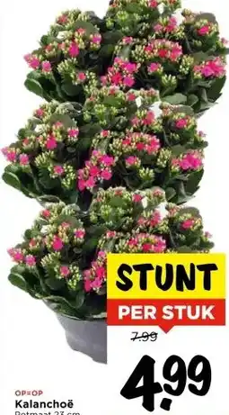 Vomar Voordeelmarkt Kalanchoë Potmaat 23 cm aanbieding
