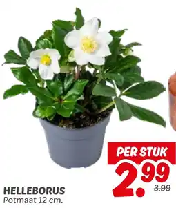 Dekamarkt Helleborus aanbieding