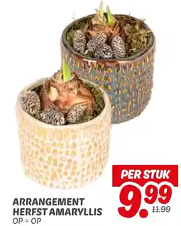 Dekamarkt Arrangement herfst amaryllis aanbieding