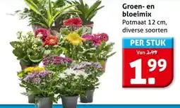 Hoogvliet Groen- en bloeimix aanbieding
