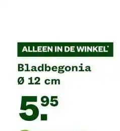 Welkoop Bladbegonia aanbieding