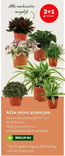 Welkoop Alle mini plantjes aanbieding