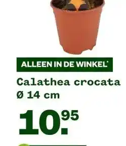 Welkoop Calathea crocata aanbieding