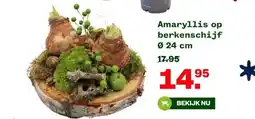 Welkoop Amaryllis op berkenschijf aanbieding