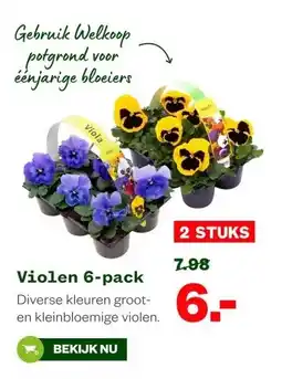 Welkoop Violen 6-pack aanbieding