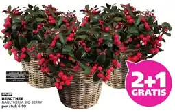 Ranzijn BERGTHEE GAULTHERIA BIG BERRY aanbieding
