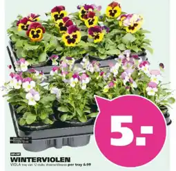 Ranzijn Winterviolen viola aanbieding