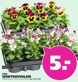 Ranzijn WINTERVIOLEN VIOLA aanbieding