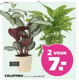 Ranzijn Calathea aanbieding
