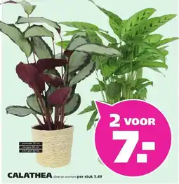 Ranzijn CALATHEA aanbieding