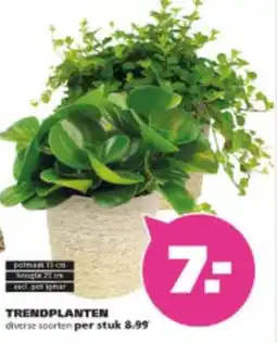 Ranzijn Trendplanten aanbieding