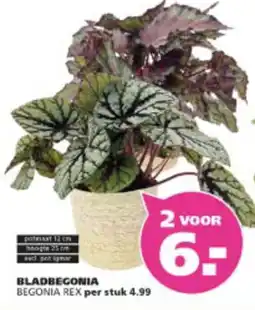 Ranzijn Bladbegonia begonia rex aanbieding