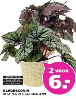 Ranzijn BLADBEGONIA BEGONIA REX aanbieding