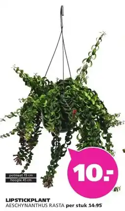 Ranzijn LIPSTICKPLANT AESCHYNANTHUS RASTA aanbieding