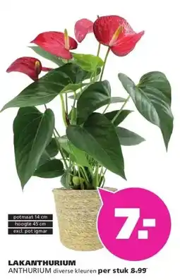 Ranzijn LAKANTHURIUM ANTHURIUM aanbieding