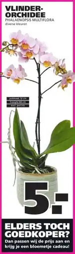 Ranzijn VLINDER- ORCHIDEE PHALAENOPSIS MULTIFLORA aanbieding