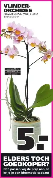 Ranzijn VLINDER- ORCHIDEE PHALAENOPSIS MULTIFLORA aanbieding