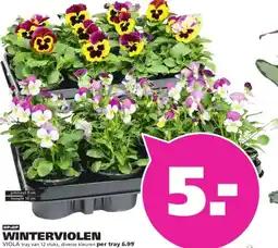 Ranzijn WINTERVIOLEN VIOLA aanbieding